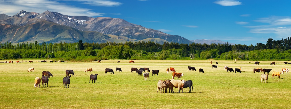 Cow grazing on open pasture
